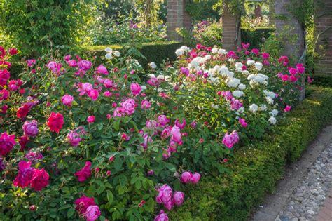 12 Tips For Designing Beautiful Rose Beds Hgtv Rose Garden Design