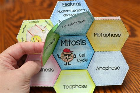 Mitosis Foldable Mitosis Foldable Mitosis Middle School Science Experiments