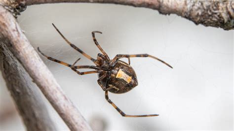 Brown Widow Spider Infestation What You Need To Know Drive Bye Pest