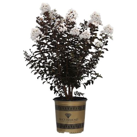 Black Diamond 2 Gal White Crystalline Crape Myrtle Tree 19538 The