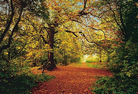 Autumn Forest 8 068 Wall Mural Full Size Large Wall Murals The Mural