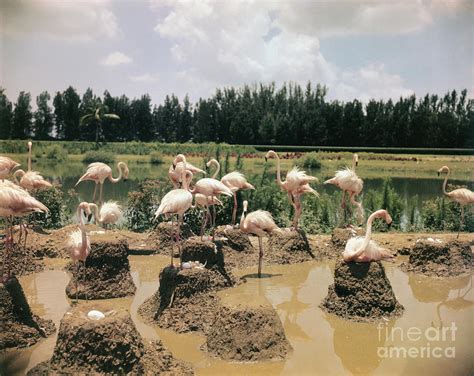 Pink Flamingos Gathering By Their Nests Photograph By Bettmann Pixels