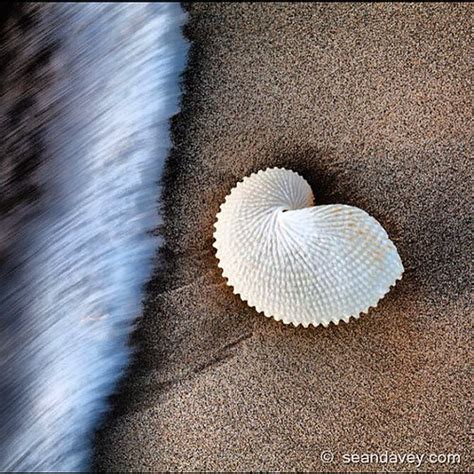 Paper Nautilus Shell Sean Davey Flickr