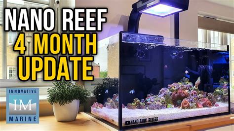 Nano Reef Tank 4 Month Update Innovative Marine Nuvo 20 Saltwater