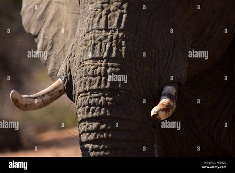 A Detail Photo Of An African Elephants Tusks Poaching Targets Also