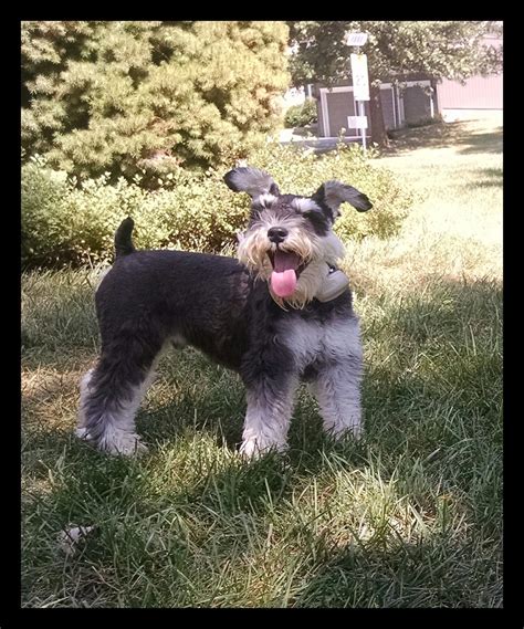 Find dogs and puppies for sale, near you and across australia. Miniature Schnauzer Puppies For Sale Near Me Craigslist