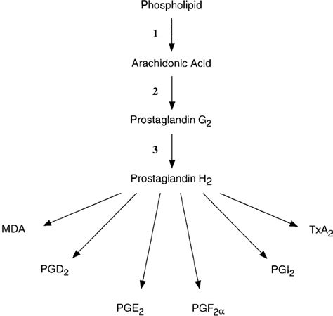 Biosynthesis Of Prostaglandins Arachidonic Acid Released From Download Scientific Diagram