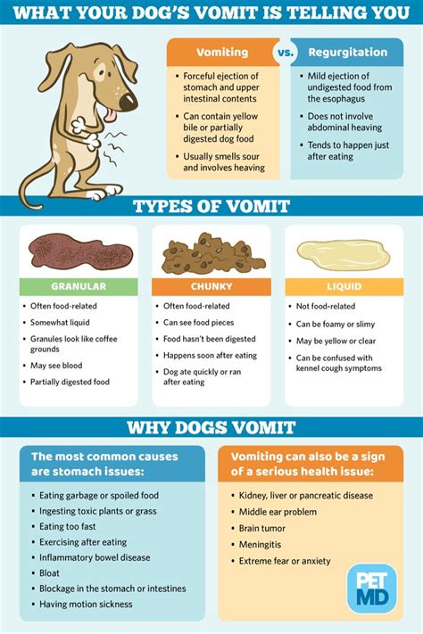 Dog Vomit Types Causes And When To Call The Vet Article Video
