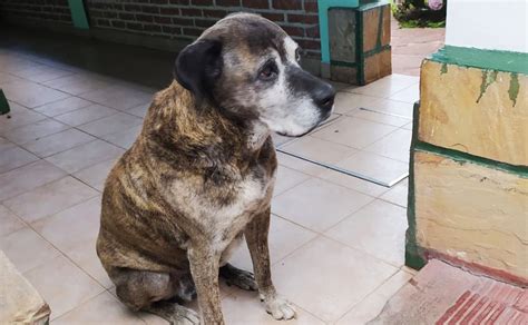 Familia Busca Desesperadamente A Su Perro De 13 Años Se Perdió En Alto