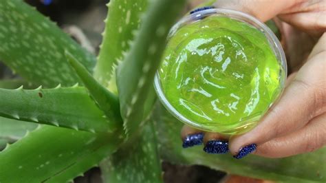 Average rating:0out of5stars, based on0reviews. LES MIRACLES D'ALOE VERA {Comment faire le gel d'aloe vera ...
