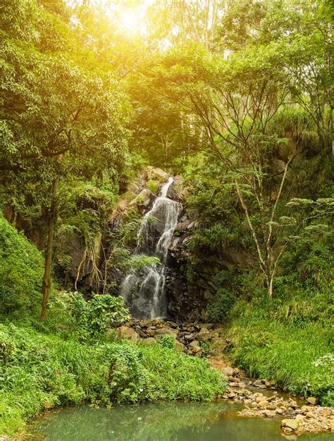 Rocky Mountains Clear Water Deep Forest Waterfall Stock Image Image