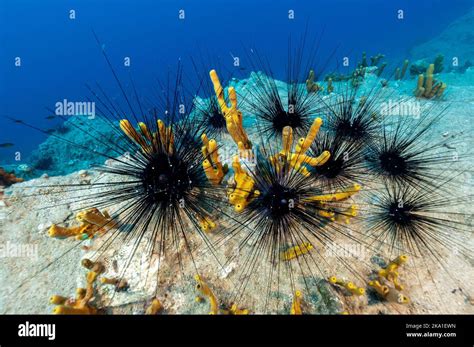 Invasive Long Spine Sea Urchins Diadema Setosum In Gokova Bay Marine