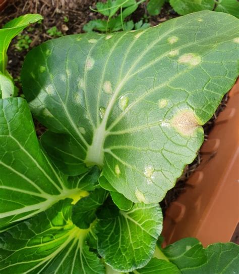 Plant Diseases White Or Tan Spots On Brassica Leaves Deep Green