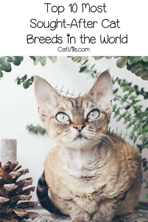 Top 10 Most Sought After Cat Breeds In The World