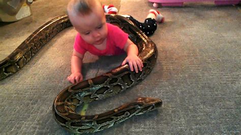 How much does a python cost? WATCH: Father lets baby play with python to 'show snakes ...