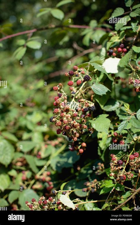 Blackberry Bushes With Lots Of Ripe Fruit Green Leaves And Brambles In