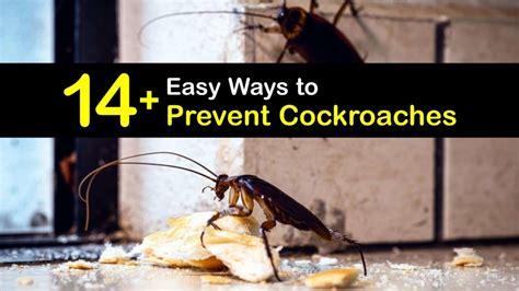 Preventing Cockroaches Easy Ways To Implement Roach Control