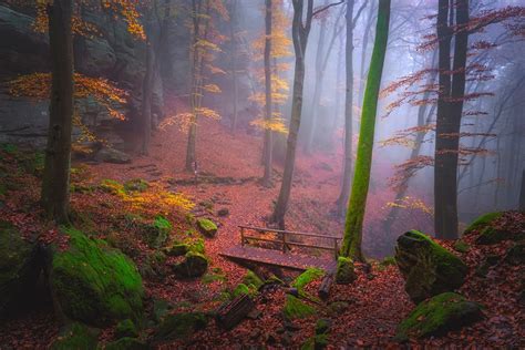 Mystical Photos Capture The Hidden Beauty Of A Foggy Forest In Autumn