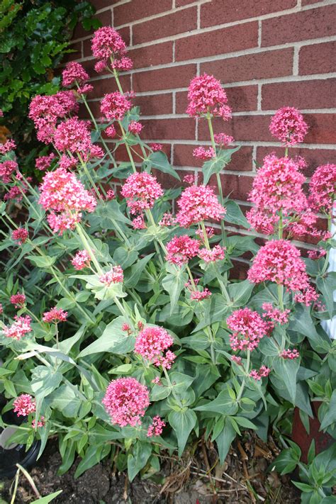 I Would Really Like Some Of This Jupiters Beard Or Red Valerian Centranthus Ruber Coccineus