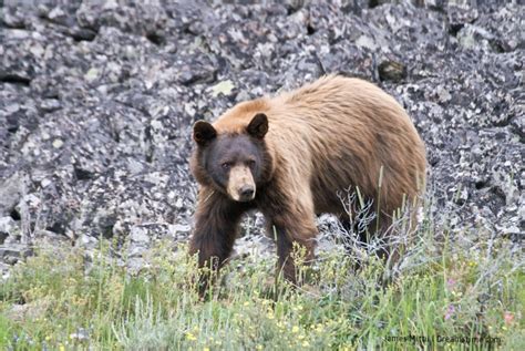 A Bear Y Close Encounter At Philmont Scout Ranch — Destination Wildlife