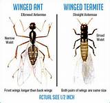 Winged Termite Size Images