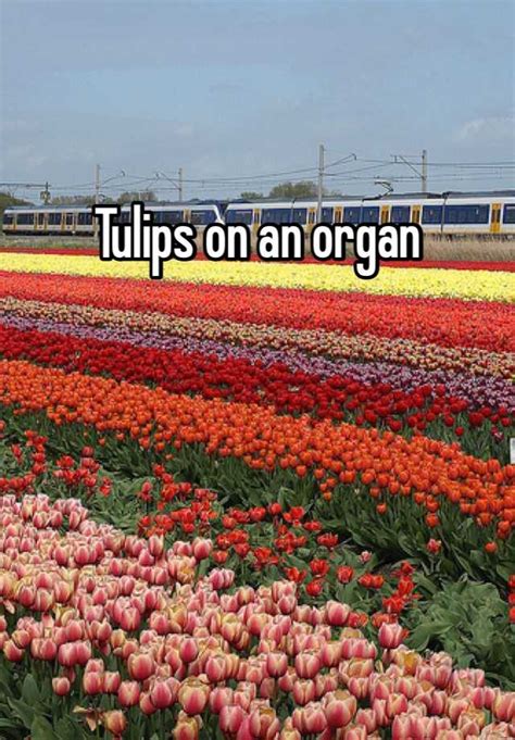 Tulips On An Organ
