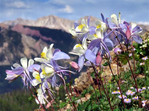 Columbine Wildflowers In The Rocky Mountains 4500×3375 Wallpaperable