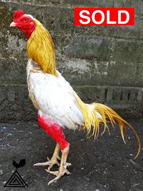 Foto gambar modifikasi ninja r terbaru. Gambar Ayam Ninja Asli - Mengetahui Kelebihan Dan ...