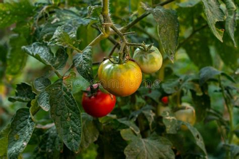 Fresh Red Ripe Tomatoes Hanging On The Vine Plant Growing In Organic