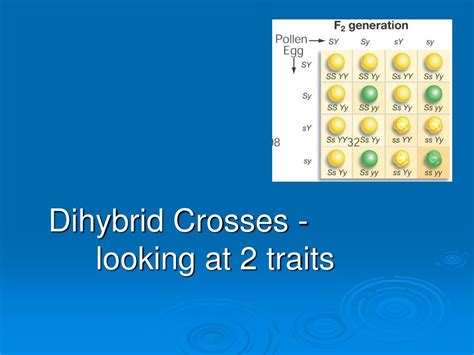 Ppt Dihybrid Crosses Looking At 2 Traits Powerpoint Presentation