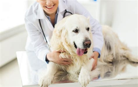 Our primary task is to solve our client's pet medical problems by maintaining the highest standards in doctors and veterinary medicine. Pet Medical Services | Veterinarian in Westminster, CA ...