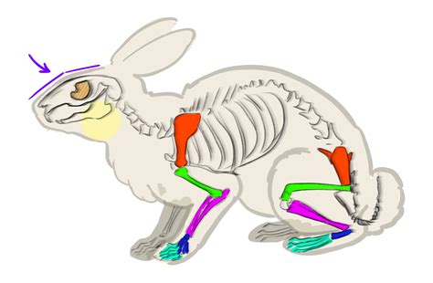 Coloriage lapin enseignant comme bugs bunny. Réaliser un dessin de lapin étape par étape - Dessindigo