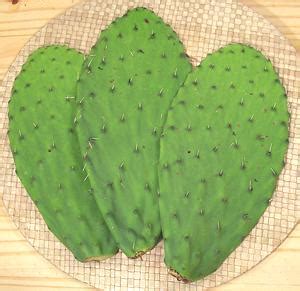 All cacti are succulents and are able to survive in the desert as a result of their many physical although all cacti are succulents, not all succulents are cacti. Don't Drink Cactus Water