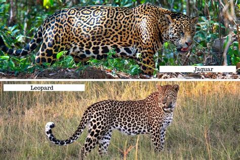 Learn About 89 Imagen Jaguar Animal Difference Leopard In