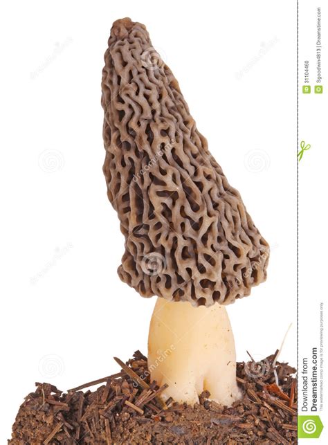 Gray Morel Mushroom And Substrate Isolated On White Stock Photo - Image ...