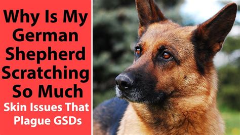 Does Your German Shepherd Itch Constantly 9 Crazy Quick Solutions
