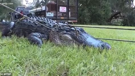 400 Pound Alligator That Ate A 100 Pound Pit Bull Named Tank Caught