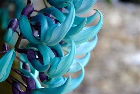 10 Of The Rarest And Most Beautiful Flowers In The World