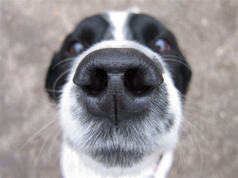 9 Signs A Dogs Nose May Need Attention Resources