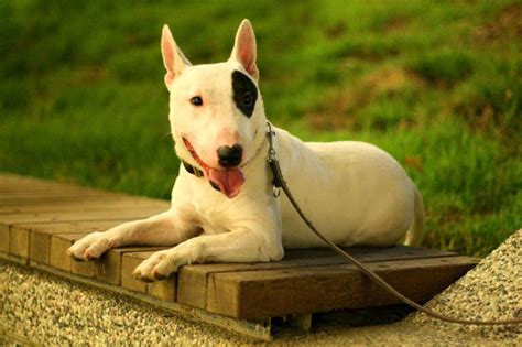 Bull Terrier Albino Bull Terrier English Dogs