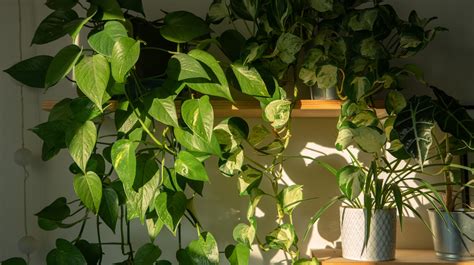 Whats The Best Way To Treat Root Rot On Pothos Plants