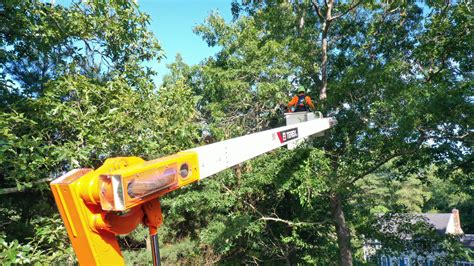 Tree Removal Gallery In Stoughton Ma Walnut Tree Service