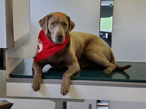 Canine Blood Donors Wanted As Roving Animal Blood Bank Visits Pottstown