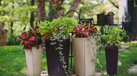 Creating The Perfect Container Garden