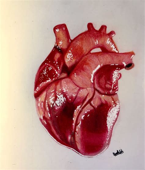 Color Realistic Heart Human Heart Art Human Heart Drawing Heart