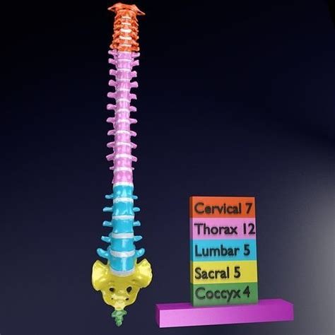 Vertebrae Vertebral Column Color Labelled 3d Model Cgtrader