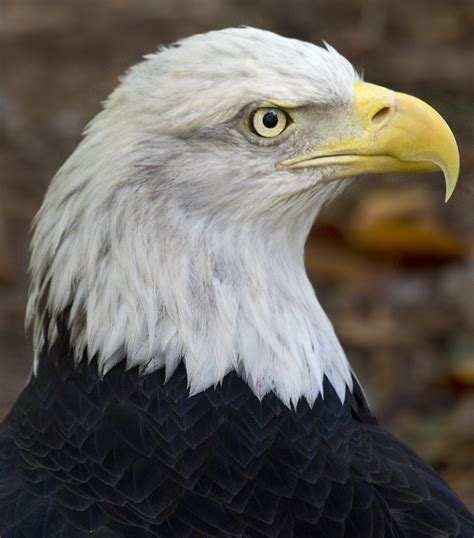 Virginia Living Museum Newport News Va Bald Eagle Bird Flickr
