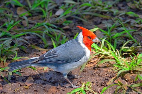 Shutterbugs Capturing The World Around Us Red Crested Cardinal