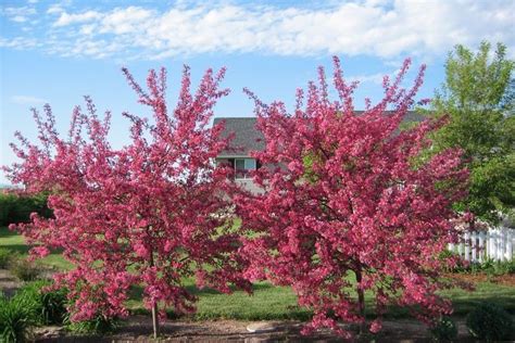 Prairie Fire Crabapple A Delightful Rounded Small Landscape Tree To