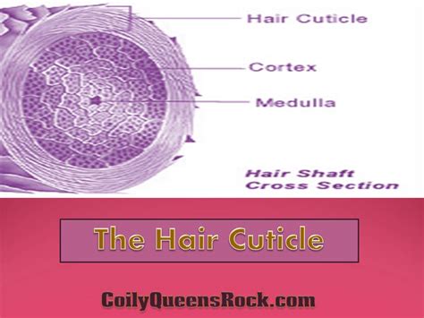 Coilyqueens™ What You Need To Know About The Hair Cuticle